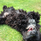 Illustration for article titled 39 *Scratchy Scratchy* Photos of Dogs